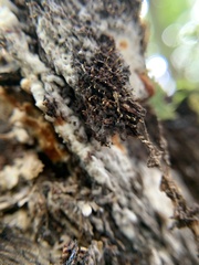 Hemitrichia