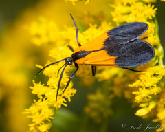 Lycomorpha pholus