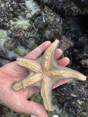 Dermasterias imbricata