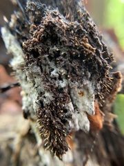 Hemitrichia