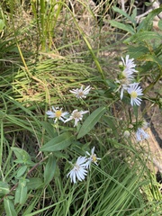 Symphyotrichum bracteolatum