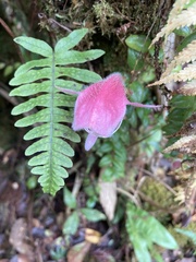 Columnea