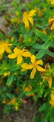 Hypericum