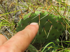 Opuntia cymochila