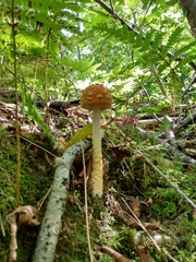 Amanita muscaria guessowii