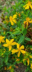 Hypericum