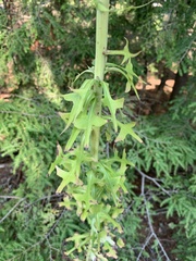 Lactuca canadensis