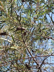 Hakea dactyloides