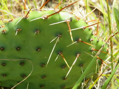 Opuntia cymochila