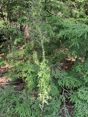 Lactuca canadensis