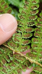 Polystichum braunii