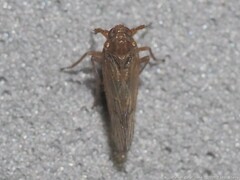 Pareuidella