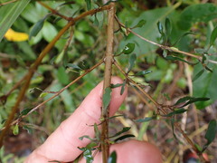 Coprosma