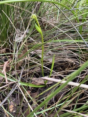Burchardia umbellata