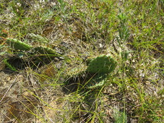 Opuntia cymochila