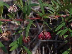 Grevillea diffusa