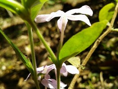 Pseuderanthemum heterophyllum