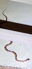 Pantherophis guttatus
