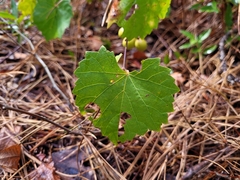 Vitis rotundifolia