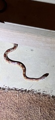 Pantherophis guttatus
