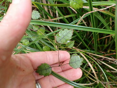 Rubus australis