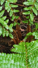 Polystichum braunii