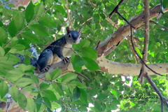 Sciurus colliaei