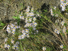 Ionactis linariifolia