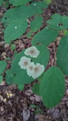 Cameraria corylisella