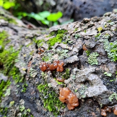 Phaeotremella foliacea