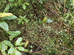 Rubus australis