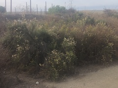 Lepidospartum squamatum