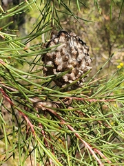 Hakea propinqua