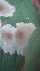 Cameraria corylisella