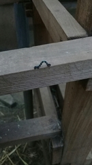 Acronyctodes mexicanaria