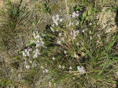 Ionactis linariifolia