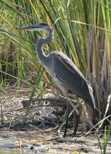Great Blue Heron photographed in Oklahoma