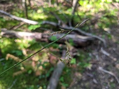 Carex castanea