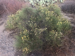 Lepidospartum squamatum