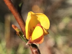 Pultenaea