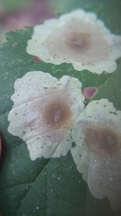 Cameraria corylisella