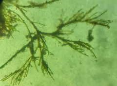 Cladophora glomerata