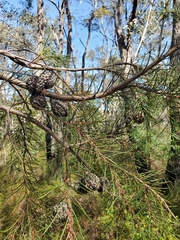 Hakea propinqua