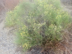 Lepidospartum squamatum