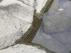 Cladophora glomerata