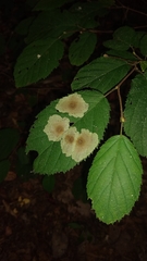 Cameraria corylisella