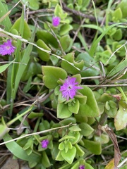 Mesembryanthemum cordifolium