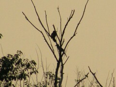 Colaptes auratus