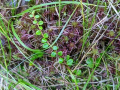 Gaultheria hispidula