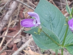 Brillantaisia